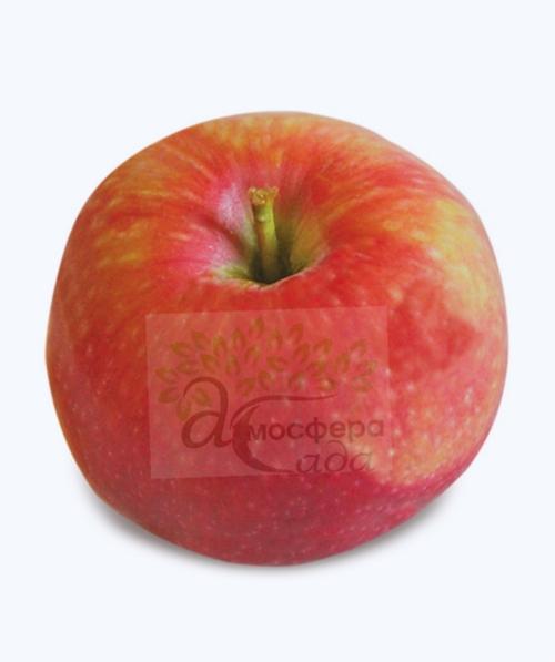 Яблоня Виста Белла 